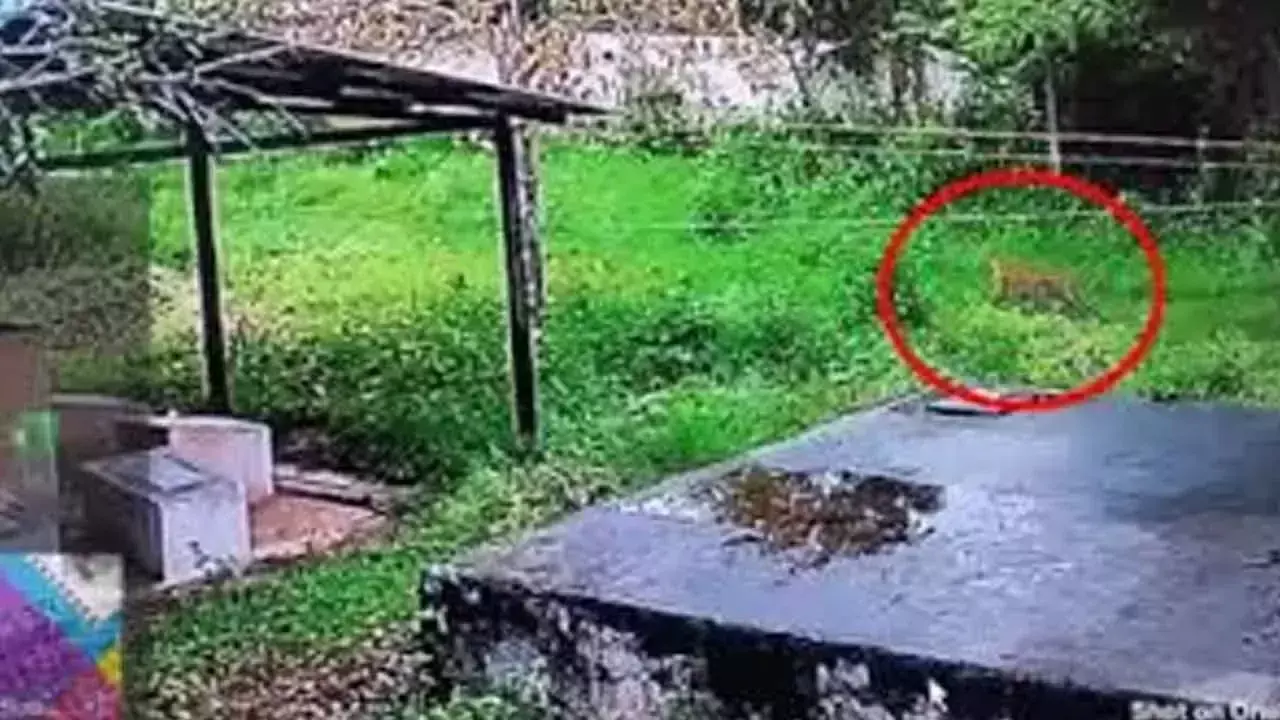 Karnataka: हुंसूर में बाघ और शावक देखे गए Karnataka: हुंसूर में बाघ और शावक देखे गए
