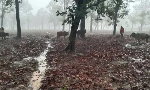 CG BREAKING: ऑपरेशन शंखनाद के तहत गौ-तस्करी का पर्दाफाश, 9 गौ-वंशों को छुड़ाया गया CG BREAKING: ऑपरेशन शंखनाद के तहत गौ-तस्करी का पर्दाफाश, 9 गौ-वंशों को छुड़ाया गया