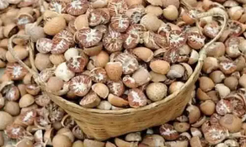 Kolasib और ममित में सुपारी प्रसंस्करण इकाइयां स्थापित होंगी