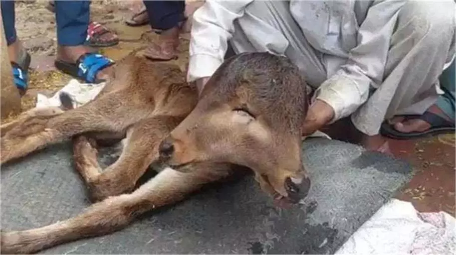 Up News: 3 आंखें, 2 मुंह के साथ जन्मा बछड़ा, लोग बोले- देवी का अवतार, पूजा शुरू Up News: 3 आंखें, 2 मुंह के साथ जन्मा बछड़ा, लोग बोले- देवी का अवतार, पूजा शुरू