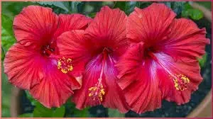 Hibiscus Flower For Dry Hair: सूखे गुड़हल के फूलों से पाएं रूखे बालों से राहत, जानें कैसे करें इनका इस्तेमाल Hibiscus Flower For Dry Hair: सूखे गुड़हल के फूलों से पाएं रूखे बालों से राहत, जानें कैसे करें इनका इस्तेमाल