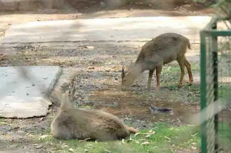 Bathinda Zoo वन्यजीव जागरूकता के लिए मिनी थिएटर में फिल्में दिखाने की तैयारी में Bathinda Zoo वन्यजीव जागरूकता के लिए मिनी थिएटर में फिल्में दिखाने की तैयारी में