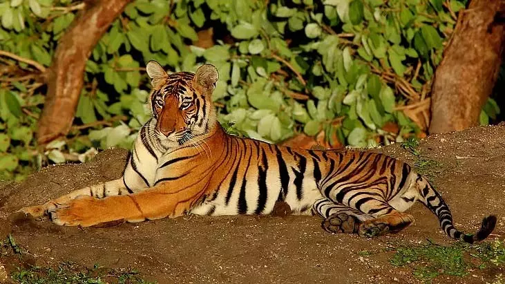 बाघ के हमले में महिला की मौत; 9 दिनों में दूसरी मौत बाघ के हमले में महिला की मौत; 9 दिनों में दूसरी मौत