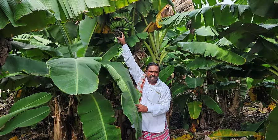 Karnataka : मॉडल किसान राचप्पा उल्लागाडी विविध फसलें उगाते हैं Karnataka : मॉडल किसान राचप्पा उल्लागाडी विविध फसलें उगाते हैं