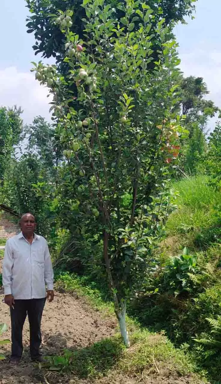 Himachal: बंजर से भरपूर, प्रीतम का बगीचा ग्रामीण सफलता की कहानी बन गया Himachal: बंजर से भरपूर, प्रीतम का बगीचा ग्रामीण सफलता की कहानी बन गया