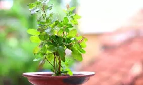 Tulsi Puja Benefits: तुलसी की पूजा करते समय करें ये एक काम, हर मनोकामना होगी पूरी