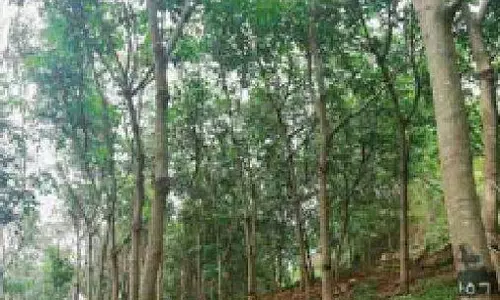 जंगली हाथियों द्वारा लगातार नुकसान - सरकारी रबर निगम के कर्मचारी हड़ताल पर