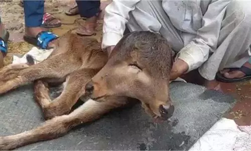 Up News: 3 आंखें, 2 मुंह के साथ जन्मा  बछड़ा, लोग बोले- देवी का अवतार, पूजा शुरू