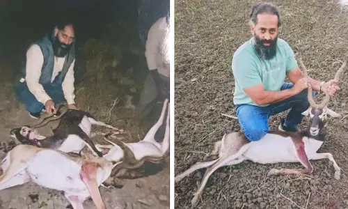 MP : बड़े अवैध शिकार, वन्यजीव तस्करी रैकेट का पर्दाफाश