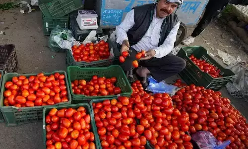 AP: उजी फ्लाई के संक्रमण ने टमाटर किसानों को संकट में डाल दिया