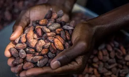 Kerala में गिरावट देखी गई, जबकि भारत का कोको निर्यात बढ़कर 2,512 करोड़ हो गया