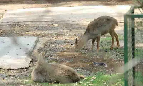 Bathinda Zoo वन्यजीव जागरूकता के लिए मिनी थिएटर में फिल्में दिखाने की तैयारी में