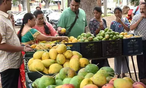 आम किसानों को राहत देने के लिए कैबिनेट केंद्र पर दबाव बनाएगी आम किसानों को राहत देने के लिए कैबिनेट केंद्र पर दबाव बनाएगी