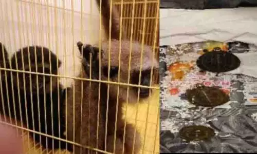 Chennai हवाई अड्डे पर दुर्लभ अफ्रीकी बंदर और कछुए जब्त, यात्री गिरफ्तार