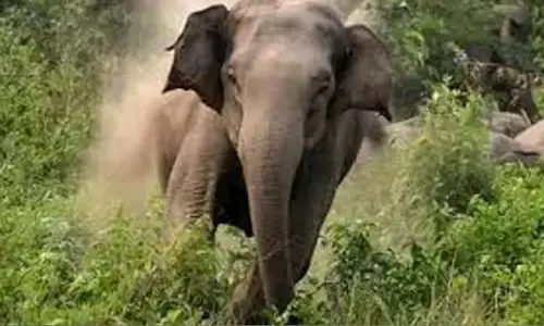 Kerala : पिछले महीने जिले में जंगली हाथियों के हमले में तीन लोगों की मौत