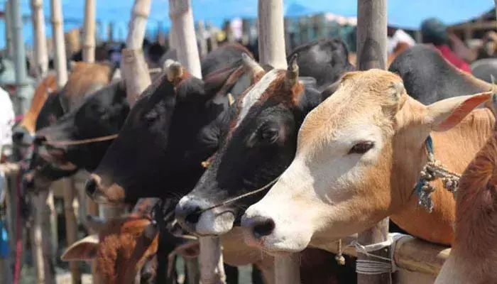 Assam में धार्मिक स्थलों के आसपास 5 किलोमीटर तक गौहत्या पर प्रतिबंध लागू होगा