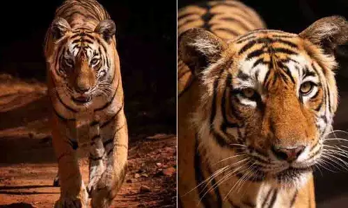 वन्यजीव उत्साही ने Ranthambhore की प्रसिद्ध बाघिन एरोहेड के अंतिम क्षणों को कैद किया