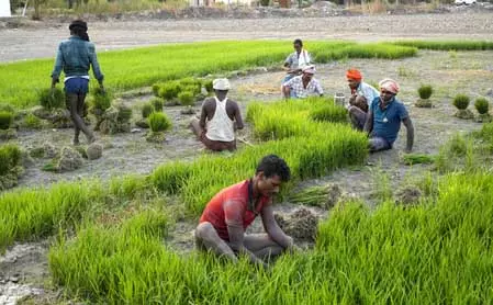 इस वर्ष मई में भारत के कृषि और ग्रामीण श्रमिकों के लिए महंगाई में आई कमी इस वर्ष मई में भारत के कृषि और ग्रामीण श्रमिकों के लिए महंगाई में आई कमी