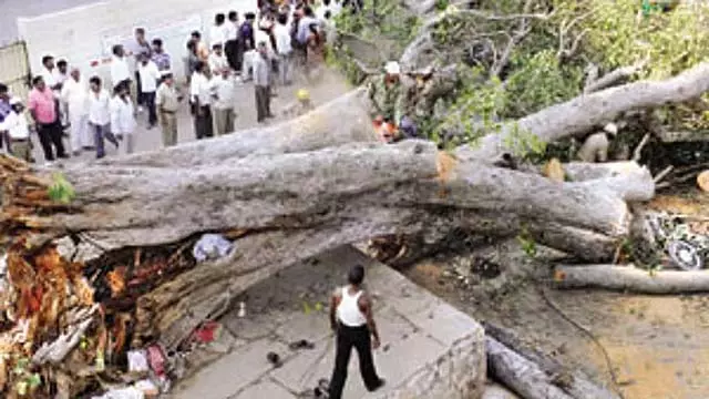 पेड़ या शाखा गिरने से मृत्यु: BBMP की बीमा योजना इस प्रकार है पेड़ या शाखा गिरने से मृत्यु: BBMP की बीमा योजना इस प्रकार है