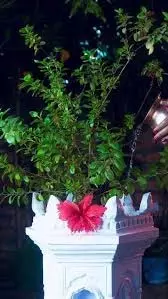 Yogini ekadashi: योगिनी एकादशी पर तुलसी से करें ये उपाय, बढ़ेगा धन और सुख Yogini ekadashi: योगिनी एकादशी पर तुलसी से करें ये उपाय, बढ़ेगा धन और सुख
