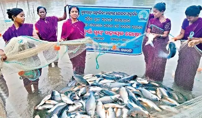 Odisha : जिले के 400 से अधिक महिला समूह मछली पालन कर आर्थिक रूप से मजबूत हो रहे Odisha : जिले के 400 से अधिक महिला समूह मछली पालन कर आर्थिक रूप से मजबूत हो रहे