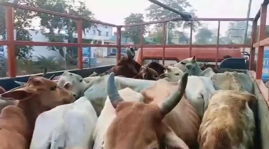 Sidhi में बड़ी कार्रवाई: पशु तस्करी करते दो आरोपी गिरफ्तार, ट्रक जब्त Sidhi में बड़ी कार्रवाई: पशु तस्करी करते दो आरोपी गिरफ्तार, ट्रक जब्त