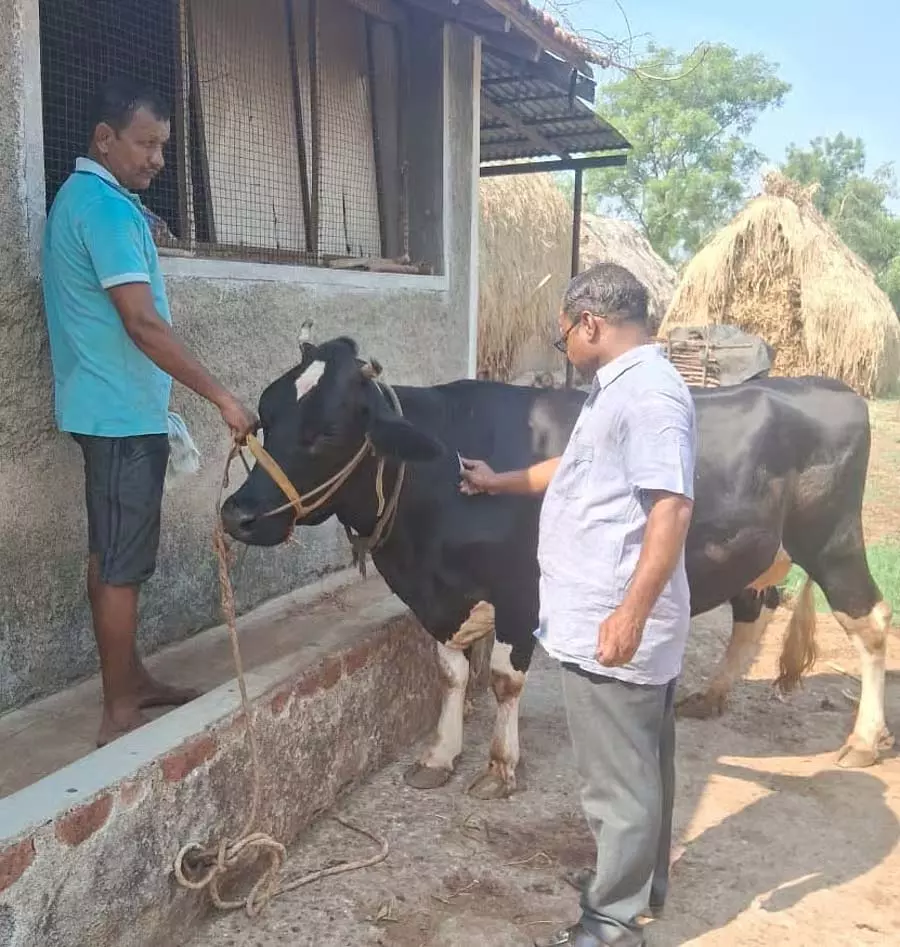 पशुधन टीकाकरण: अच्छी प्रतिक्रिया पशुधन टीकाकरण: अच्छी प्रतिक्रिया