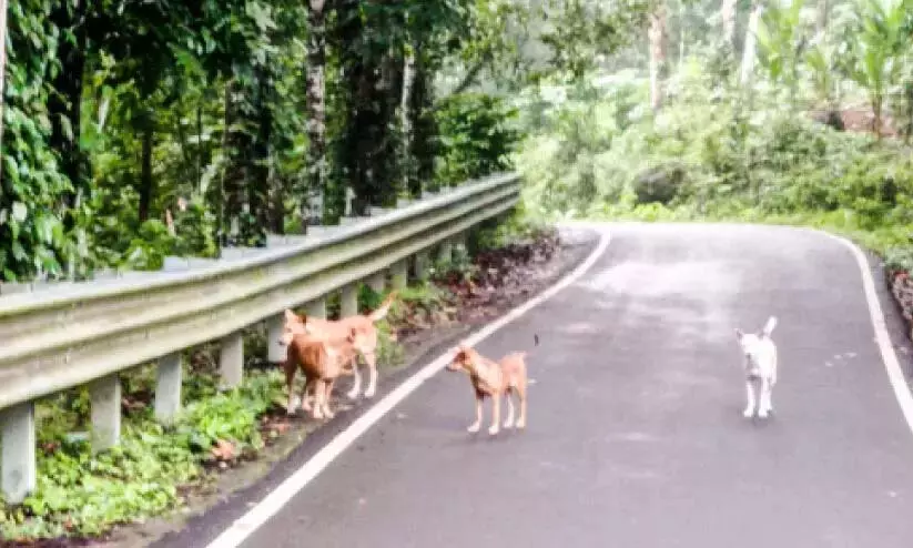Kerala : चुंगप्पारा-अलाप्रक्कड रोड पर आवारा कुत्तों का उत्पात Kerala : चुंगप्पारा-अलाप्रक्कड रोड पर आवारा कुत्तों का उत्पात