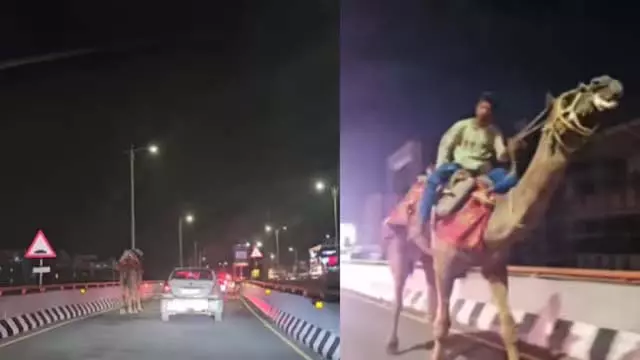 Hyderabad Expressway : पर नशे में ऊंट की सवारी, सोते-सोते बना आकर्षण का केंद्र Hyderabad Expressway : पर नशे में ऊंट की सवारी, सोते-सोते बना आकर्षण का केंद्र