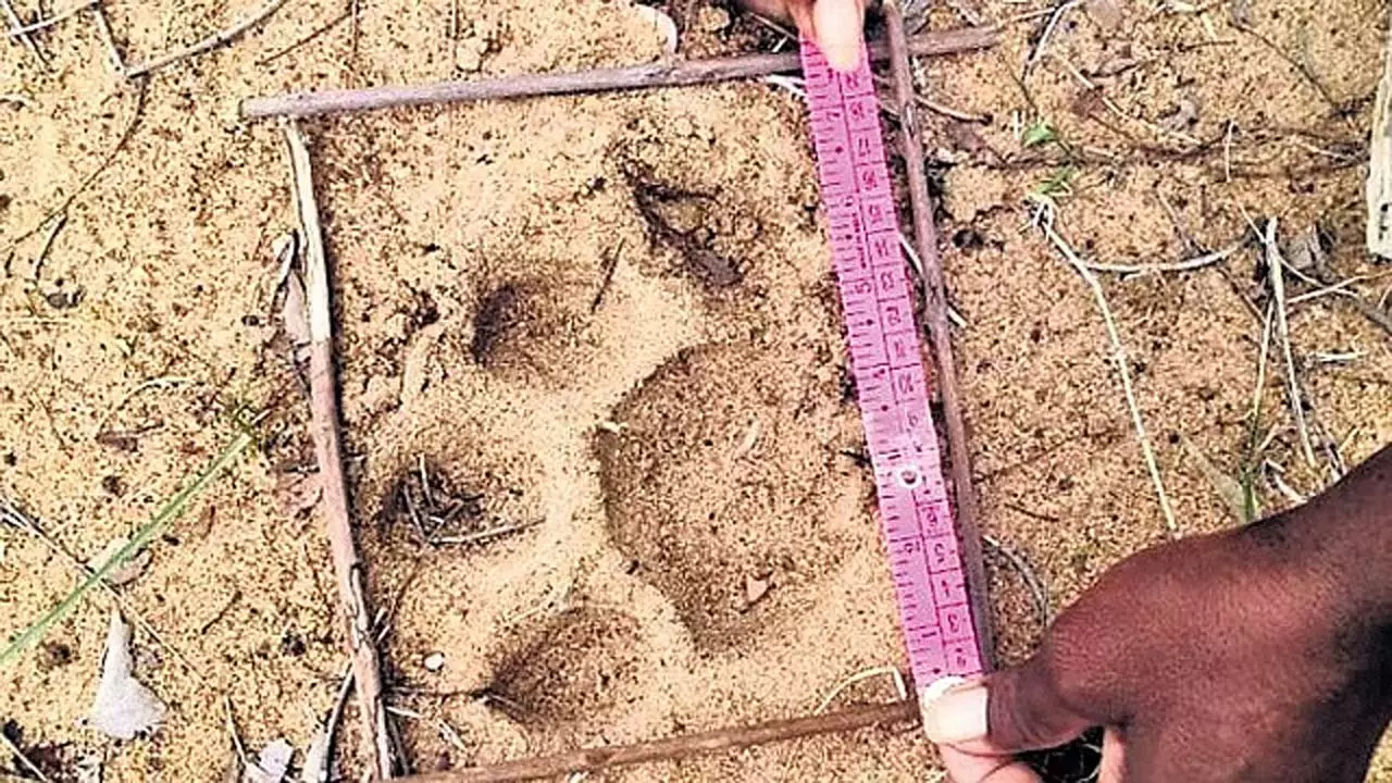Telangana के भूपालपल्ली में बाघ के घात लगाए बैठे ग्रामीणों में तनाव Telangana के भूपालपल्ली में बाघ के घात लगाए बैठे ग्रामीणों में तनाव