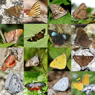 Sikkim : जैव विविधता की खोज परखा और बारापाथांग में तितलियों की गणना Sikkim : जैव विविधता की खोज परखा और बारापाथांग में तितलियों की गणना