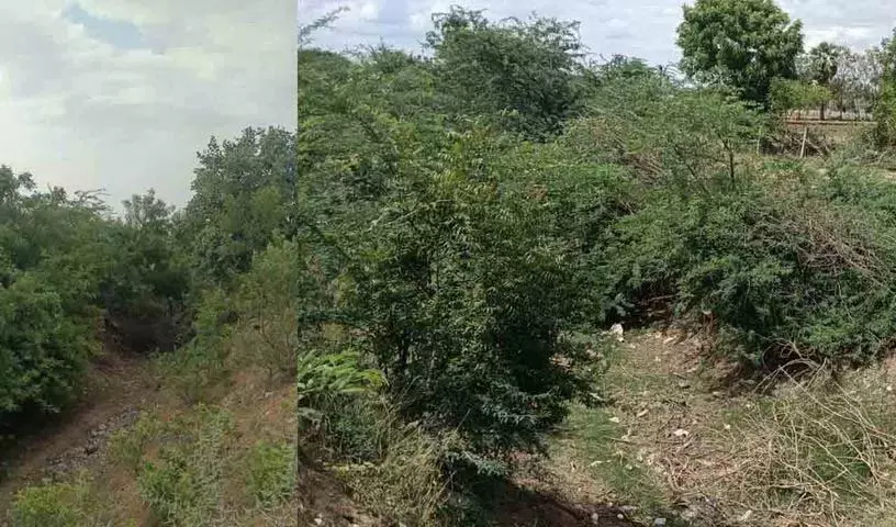 बाढ़ से नहर में अफरा-तफरी.. नहर के तटबंध पेड़ों से भर गए बाढ़ से नहर में अफरा-तफरी.. नहर के तटबंध पेड़ों से भर गए