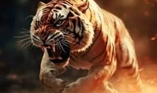 MP News:  बाघ के हमले से युवक की मौत, ग्रामीणों ने किया हाईवे जाम