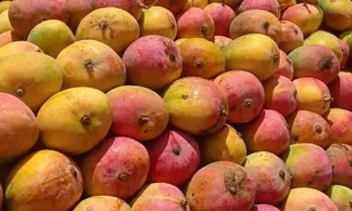 Tamil Nadu: सरकार ने 4 लाख मीट्रिक टन आम का गूदा बनाने की घोषणा की
