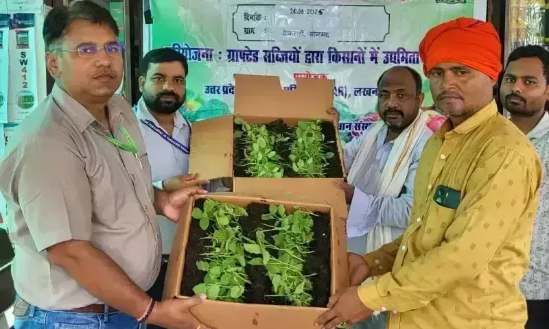 Varanasi: ग्राफ्टेड बैंगन तकनीक से किसानों को लाभ पहुंचाने की पहल
