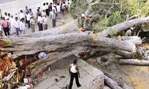 पेड़ या शाखा गिरने से मृत्यु: BBMP की बीमा योजना इस प्रकार है पेड़ या शाखा गिरने से मृत्यु: BBMP की बीमा योजना इस प्रकार है