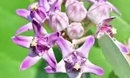 धर्म: शनिवार को आक के फूल से करें ये उपाय, शनिदेव होंगे प्रसन्न, जानें पूरी विधि धर्म: शनिवार को आक के फूल से करें ये उपाय, शनिदेव होंगे प्रसन्न, जानें पूरी विधि