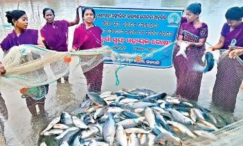 Odisha : जिले के 400 से अधिक महिला समूह मछली पालन कर आर्थिक रूप से मजबूत हो रहे Odisha : जिले के 400 से अधिक महिला समूह मछली पालन कर आर्थिक रूप से मजबूत हो रहे