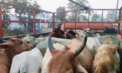 Sidhi में बड़ी कार्रवाई: पशु तस्करी करते दो आरोपी गिरफ्तार, ट्रक जब्त