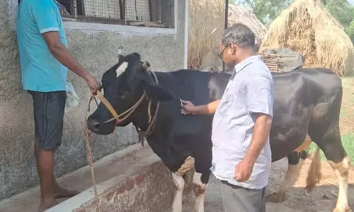 पशुधन टीकाकरण: अच्छी प्रतिक्रिया