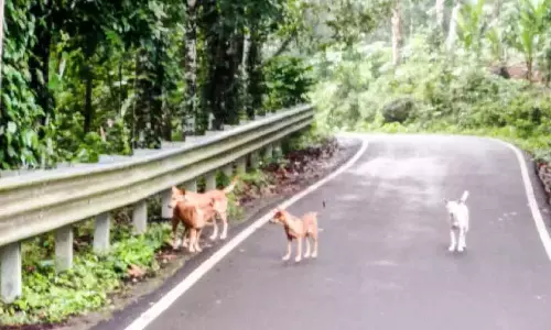 Kerala : चुंगप्पारा-अलाप्रक्कड रोड पर आवारा कुत्तों का उत्पात