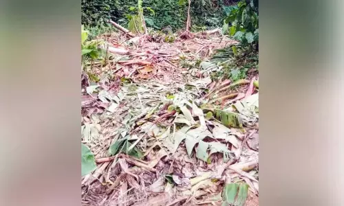 Kerala : बागान क्षेत्र में जंगली हाथी बहुत आम है