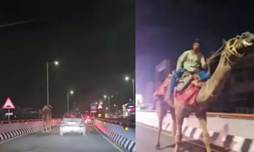 Hyderabad Expressway : पर नशे में ऊंट की सवारी, सोते-सोते बना आकर्षण का केंद्र