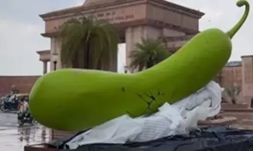 विशालकाय लौकी से मची हलचल, देखें वायरल VIDEO