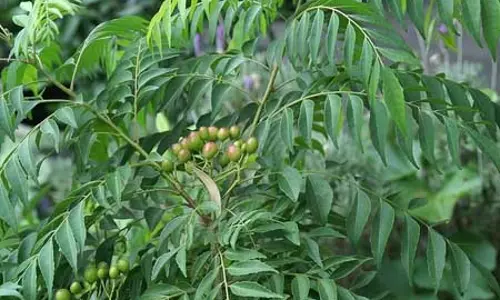 मीठा नीम: स्वाद और सेहत का अनमोल खजाना मीठा नीम: स्वाद और सेहत का अनमोल खजाना