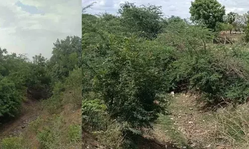 बाढ़ से नहर में अफरा-तफरी.. नहर के तटबंध पेड़ों से भर गए