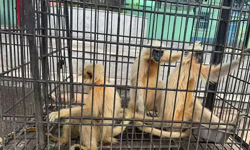 Beldanga में 4 दुर्लभ सुनहरे बंदरों को बचाया गया