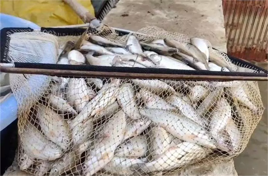 Jammu-Kashmir: मछली पालन को बड़ा झटका, संदिग्ध परिस्थितियों में हजारों मछलियां मरीं Jammu-Kashmir: मछली पालन को बड़ा झटका, संदिग्ध परिस्थितियों में हजारों मछलियां मरीं