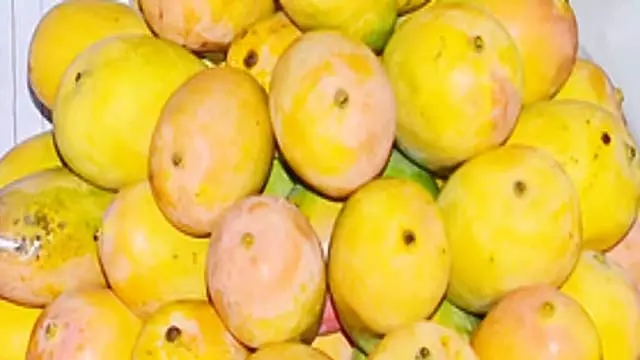 Mango crisis : क्या है समस्या, कर्नाटक के किसान स्थिर पारिस्थितिकी तंत्र की जरूरत बता रहे Mango crisis : क्या है समस्या, कर्नाटक के किसान स्थिर पारिस्थितिकी तंत्र की जरूरत बता रहे