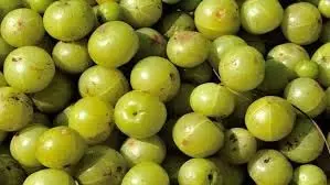 Health: एक दिन में कितने आंवले खाएं, कई स्वास्थ्य संबंधी समस्याओं से मिल सकता है छुटकारा Health: एक दिन में कितने आंवले खाएं, कई स्वास्थ्य संबंधी समस्याओं से मिल सकता है छुटकारा